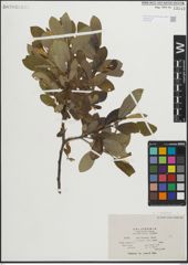 Foto von Salix lasiolepis Benth.